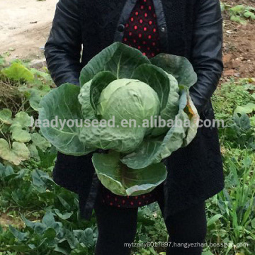 C10 Chunqiu no.001 early maturity round cabbage seeds